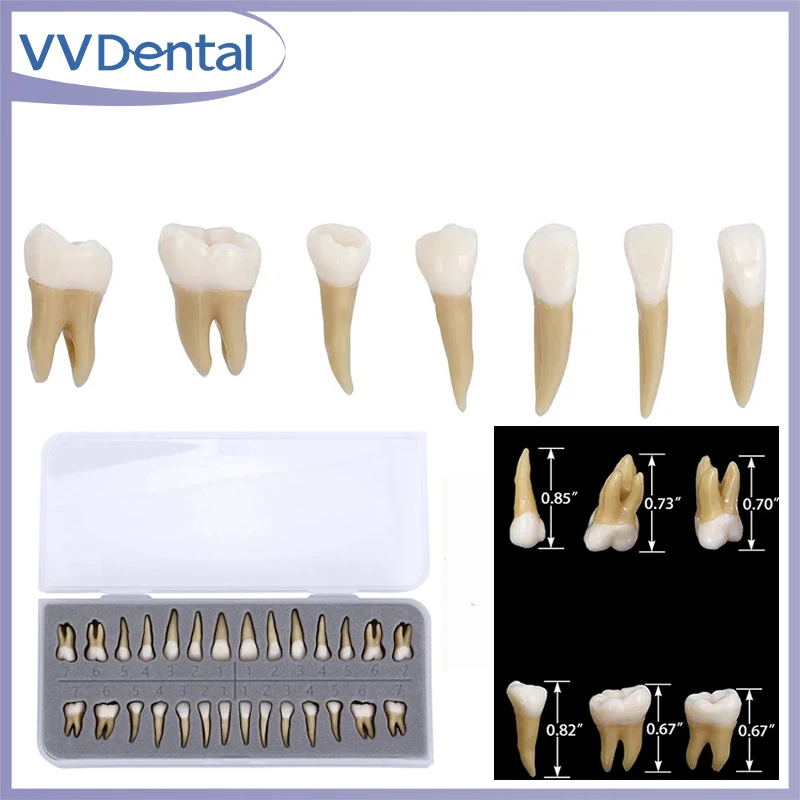 

VVDental 1:1 Dental 28 Pcs Demonstration Permanent Teeth Teach Model Implant Dentist Practice Product