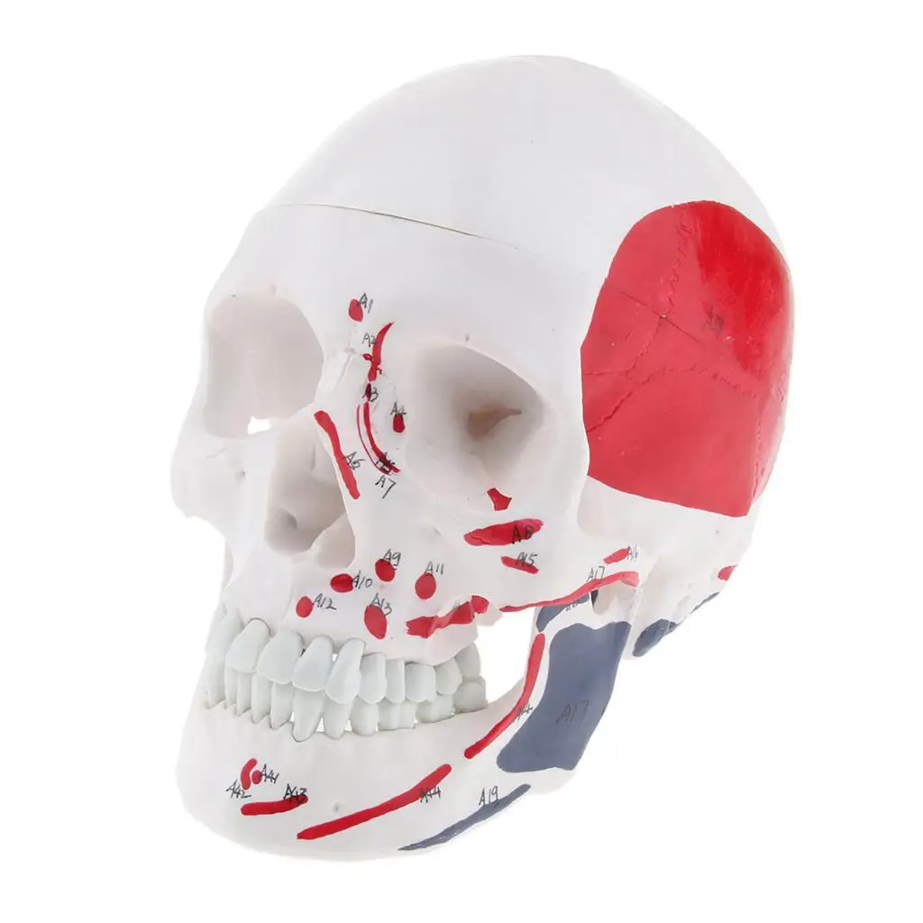 Human Head Skull Statue Life Size PVC Model Detailed Brain for Teaching Collectible Display
