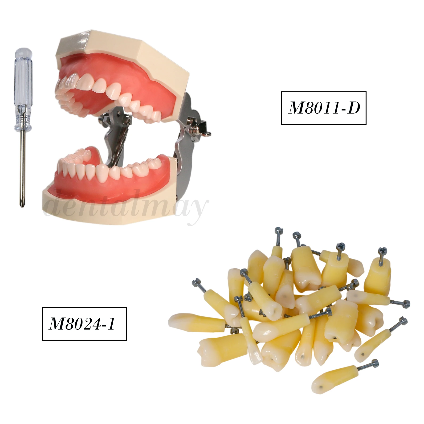 28Pcs Dental Teeth Model Typodont Caries Screw-in Teeth fits Kilgore NISSIN M8011-D M8024-1