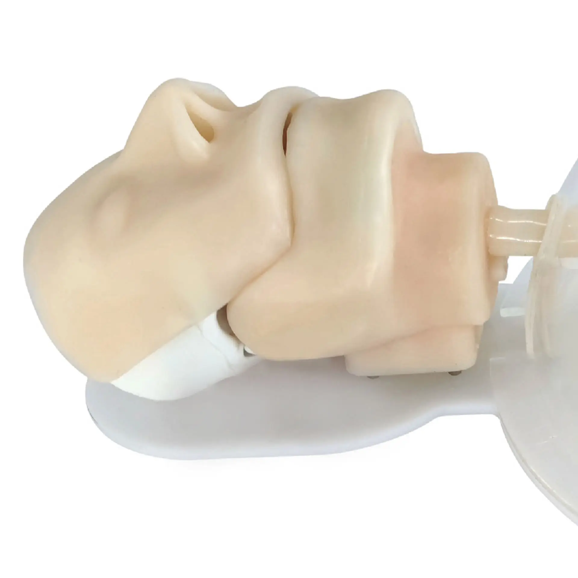 Teaching Resources, Rigid Trachea Models, Bronchoscopy Training Models, Medical Science Experiments in Schools and Hospitals