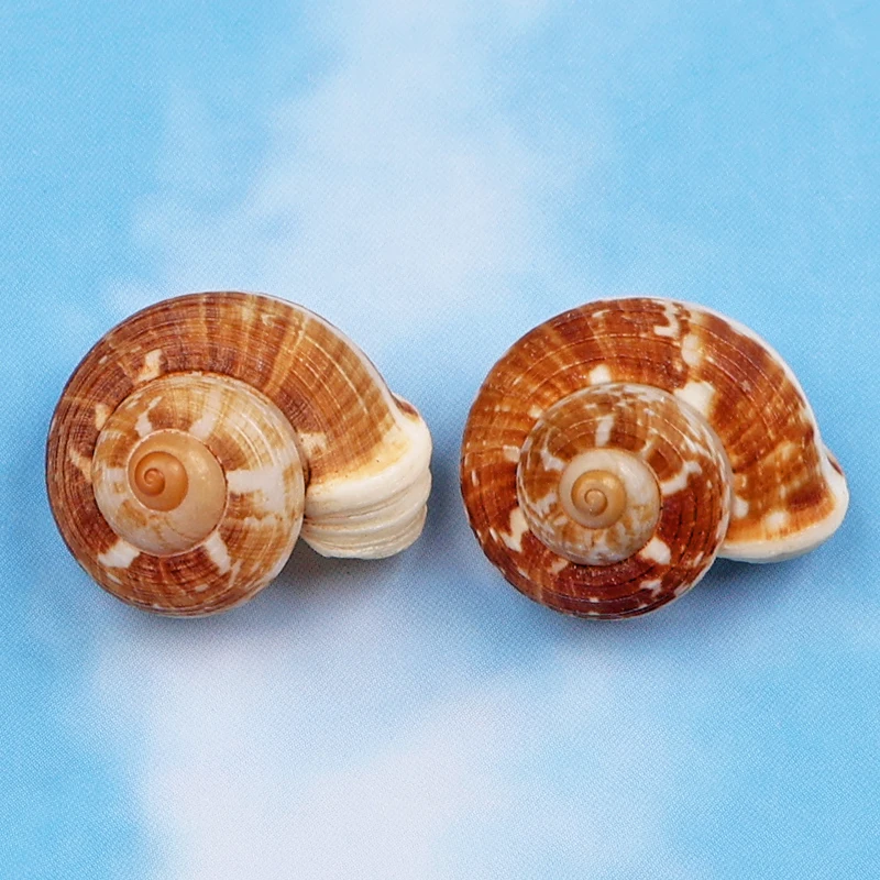 Natural Snail Shell Hermit Crab Replacement Shell Rare Specimen Collection Home Decoration Seashells Beach Decor