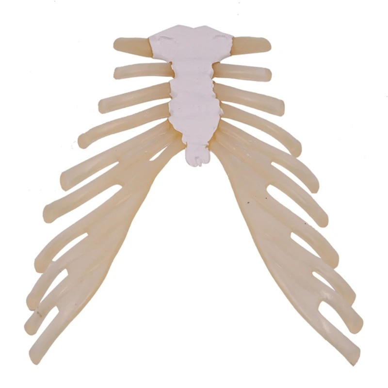 

Human Skeleton Anatomical Model Human Sternum Model for Classroom Teaching D5QC