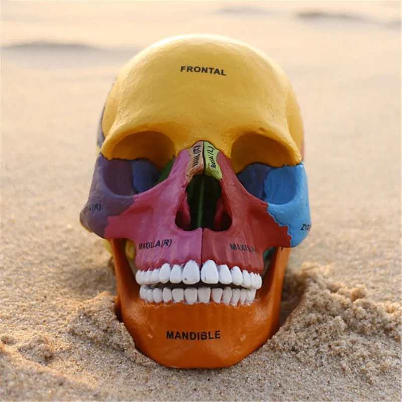4D MASTER Colored Human Skull Bone Puzzle Assembling Toy Anatomical Model Medical Teaching