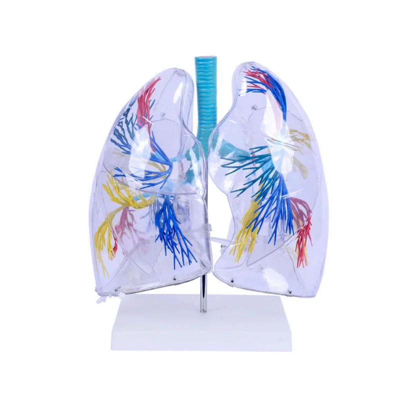

Hot Sale Medical Anatomical Models Lung Anatomy Model of Transparent Lung Segment for Teaching