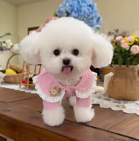 Cat Dog Shirt Pajamas Chihuahua Yorkshire Puppy Small Dog Clothes T-shirt Outfit Pomeranian maltese Poodle Schnauzer Clothing