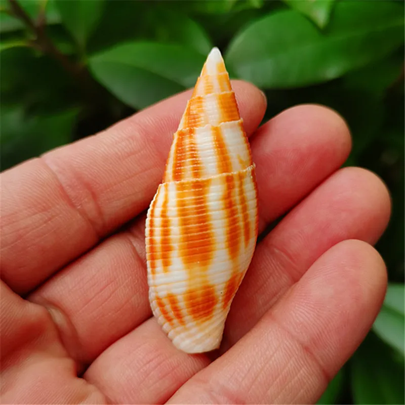 Phaeomitra Eremitarum Natural Rare Sea Snail Shell Fish Tank Landscape Decoration Specimen Snail Home Collection Ornament