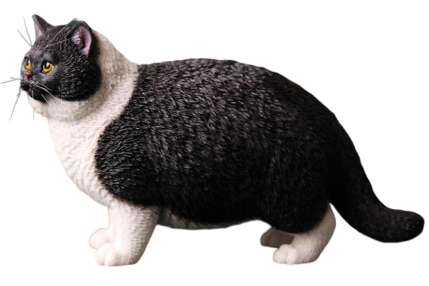 

HiPlay JXK Cat British Shorthair Cat Expertly Hand-Painted Lifelike Safe Resin 1:6 Animal Figurine