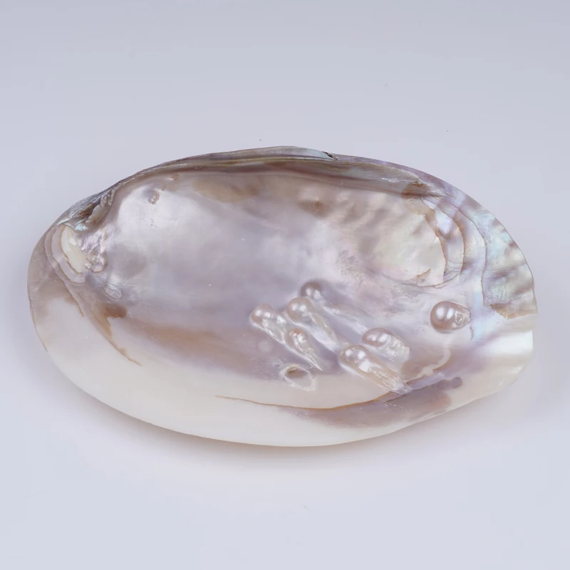 Natural White Polished Mother Of Pearl Shell Pearl Oyster For Home Decoration Jewelry Making