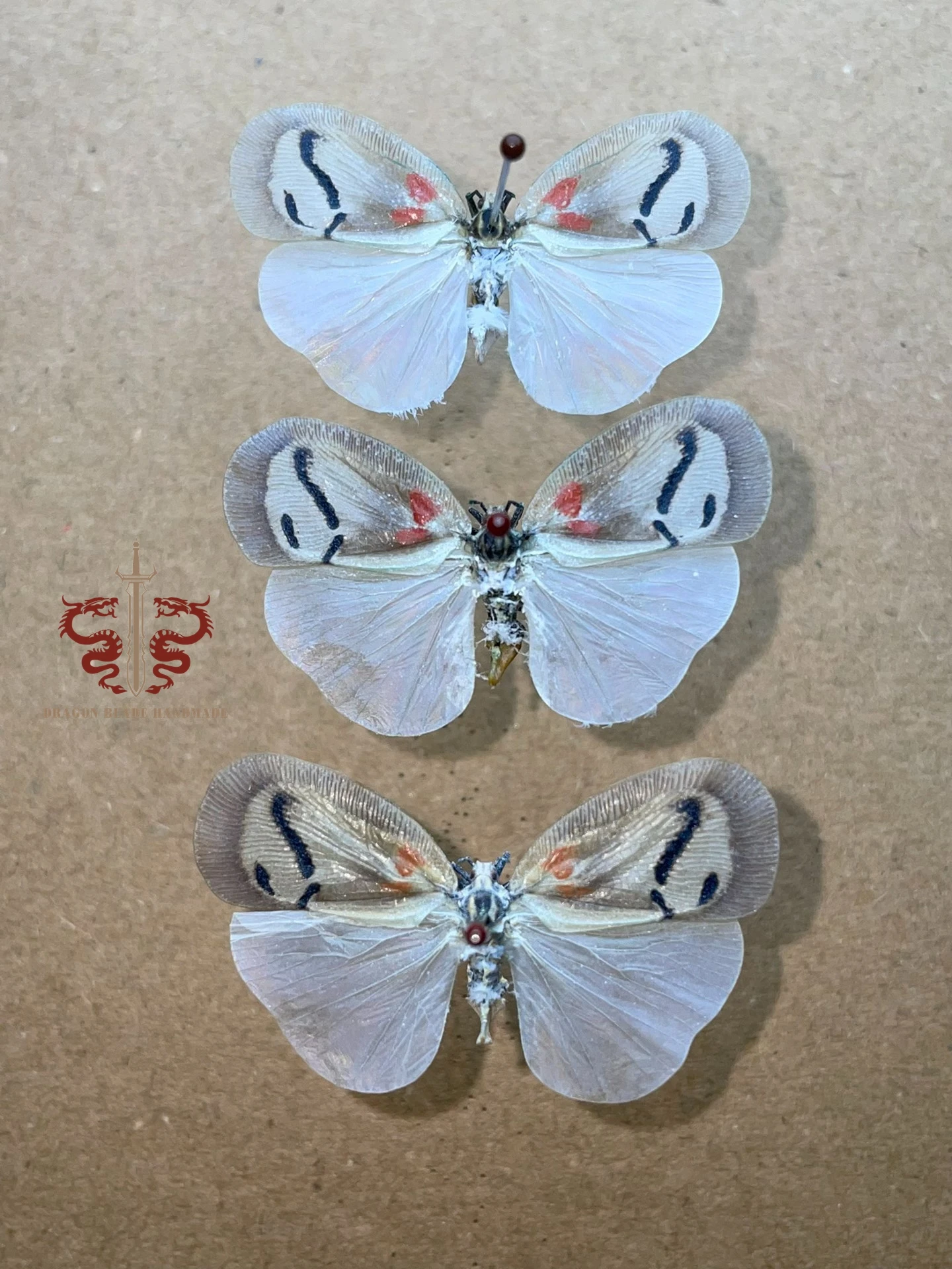 Moth specimen Lawana imitata, 1pc wings spread A1/A- high quality, Decorative Display Collection Gifts