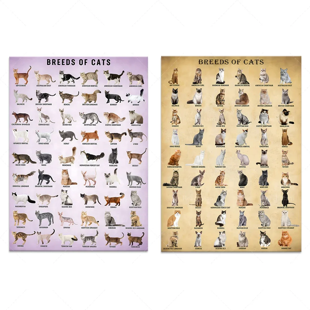Cat BASYEEO, Cat Breeds Wall Art, Vintage Cat Knowledge Poster, Cat Art, Gift for Cat Lovers,