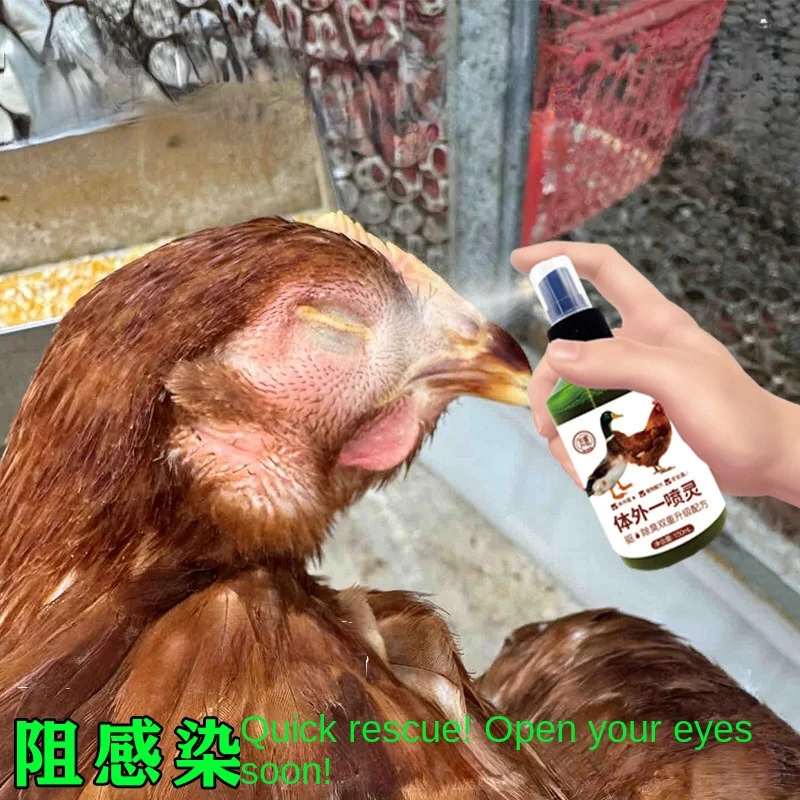 Chicken swelling, swollen head, swollen face, duck goose swollen eyes, unable to open, tears streaming down, eyes closed