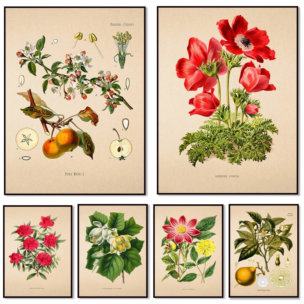 Vintage Cytis Everestianus Blumendruck, antike Blumenposter, botanische Drucke, Heimdekoration, Wandkunst, grünes Blatt