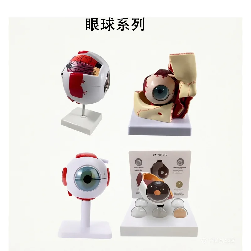 High Quality Six Times Enlarged Human Plastic Cataract Eye Anatomy Model Human Eye 6 Parts