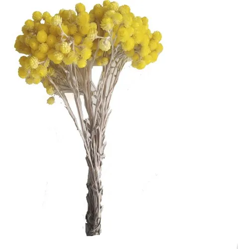 Palm Helichrysum Immortelle Yellow