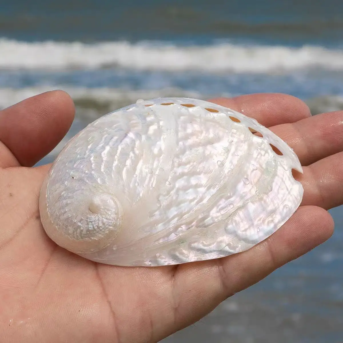 New Natural White Pearl Abalone Shell Shell Conch Shell Fish Tank Aquarium Landscaping Home Decoration Ornaments Gift Ornaments