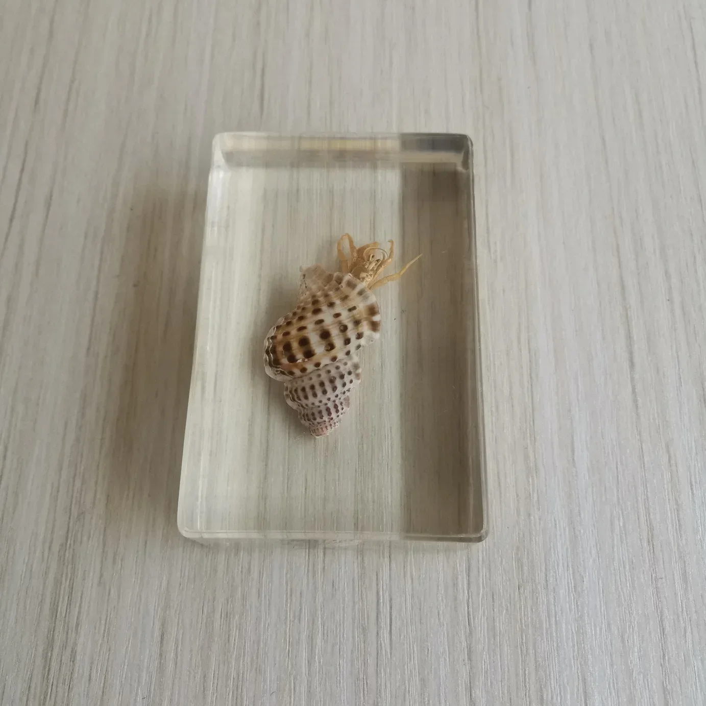 Sealed Specimens Real Insects Beetles Conch Cicadas Hermit Crab Wrapped in Resin Suitable for Home Decoration Teaching Cognition