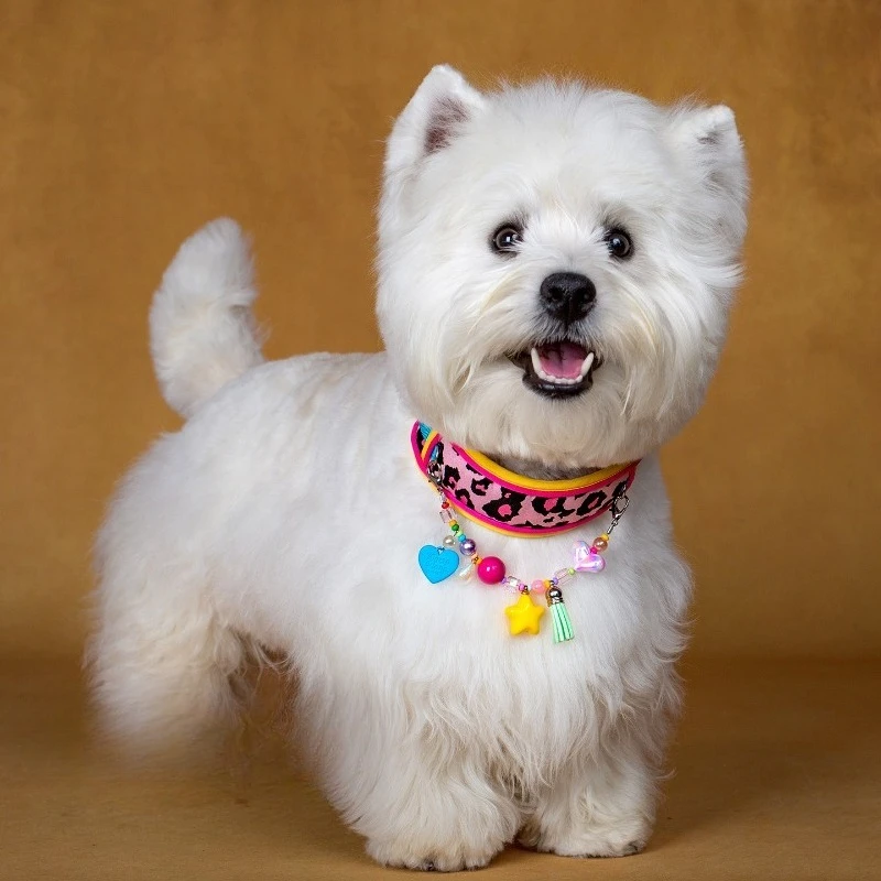 Pink Blue Leopard Print Dog Collar Leash Set Soft Padded Neck Protective Collar for Small  Dogs Dopamine Color Pet Walking Kit