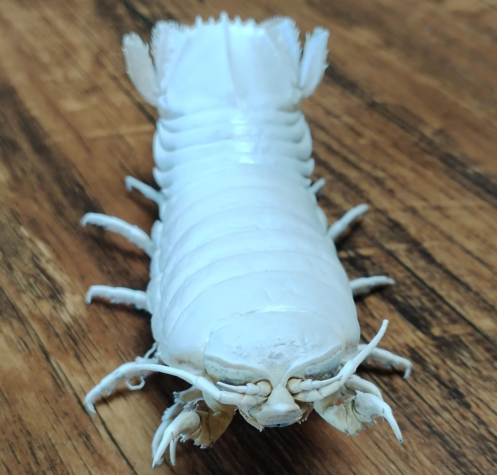 巨大なバシノム・ギガンテウス（Real Giant Isopod）標本コレクション 