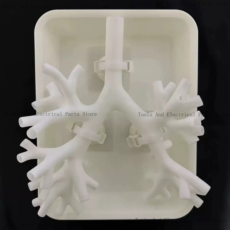 1:1 Bronchoscopy Training Model With Resin Bronchial Tree For Flexible Endoscopy Practice In Medical Education