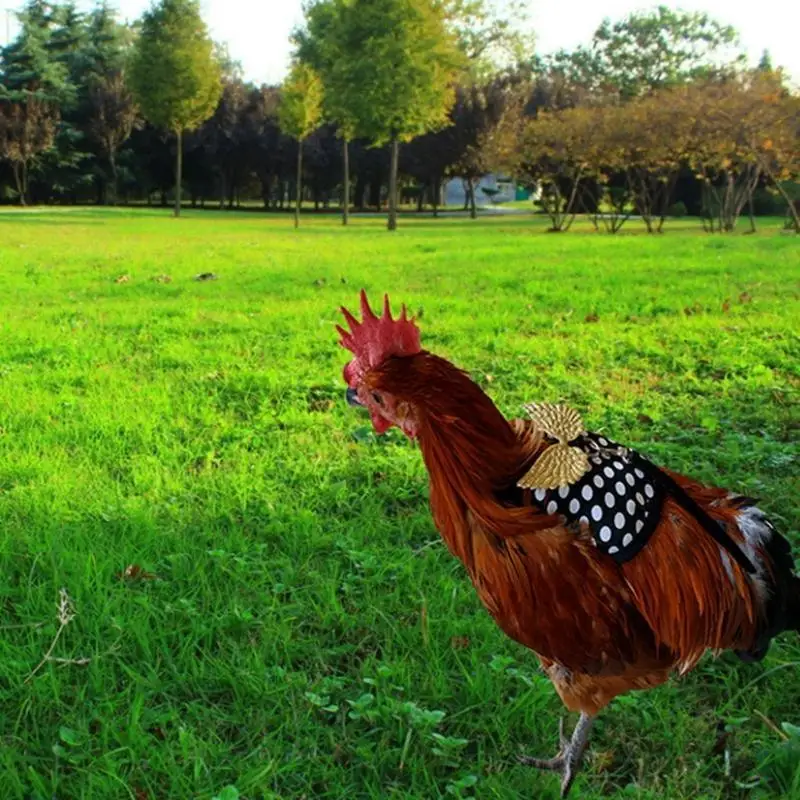 QX2E Chicken Harness 2 Size with Matching Leash Resilient Comfortable Breathable Fashionable Hen Vest Suitable for Goose