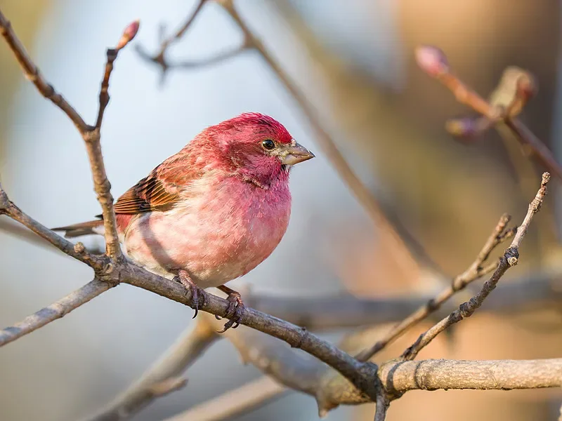 Flywoo Explorer LR 4'' FPV Frame Kit - Ultra-Compact, Compatible with O3/O4/O4 PRO & Walksnail (DIY Parts)