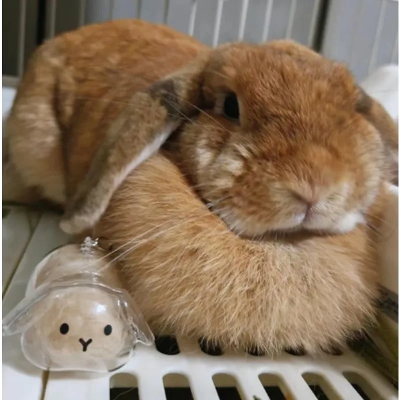 

Cute Pet Fur Transparent Storage Capsule Keychain Lovely Animal Hair Memorial Pendant Decorative Collection Ornament Bag Hanging