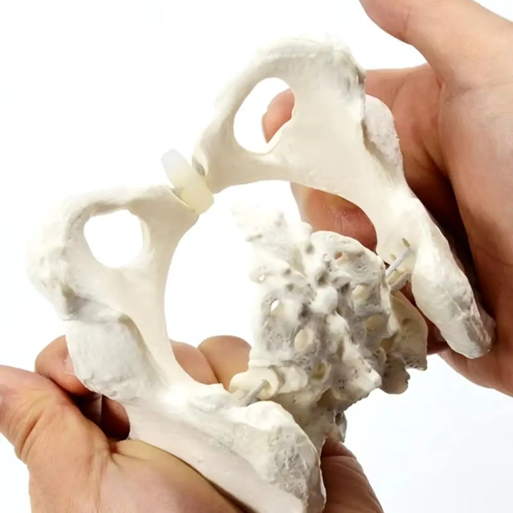

1:2 Size Pelvis Mini Pelvis Model Movable Femur Heads Elastic Female Skeleton Model Flexible Educational Tool