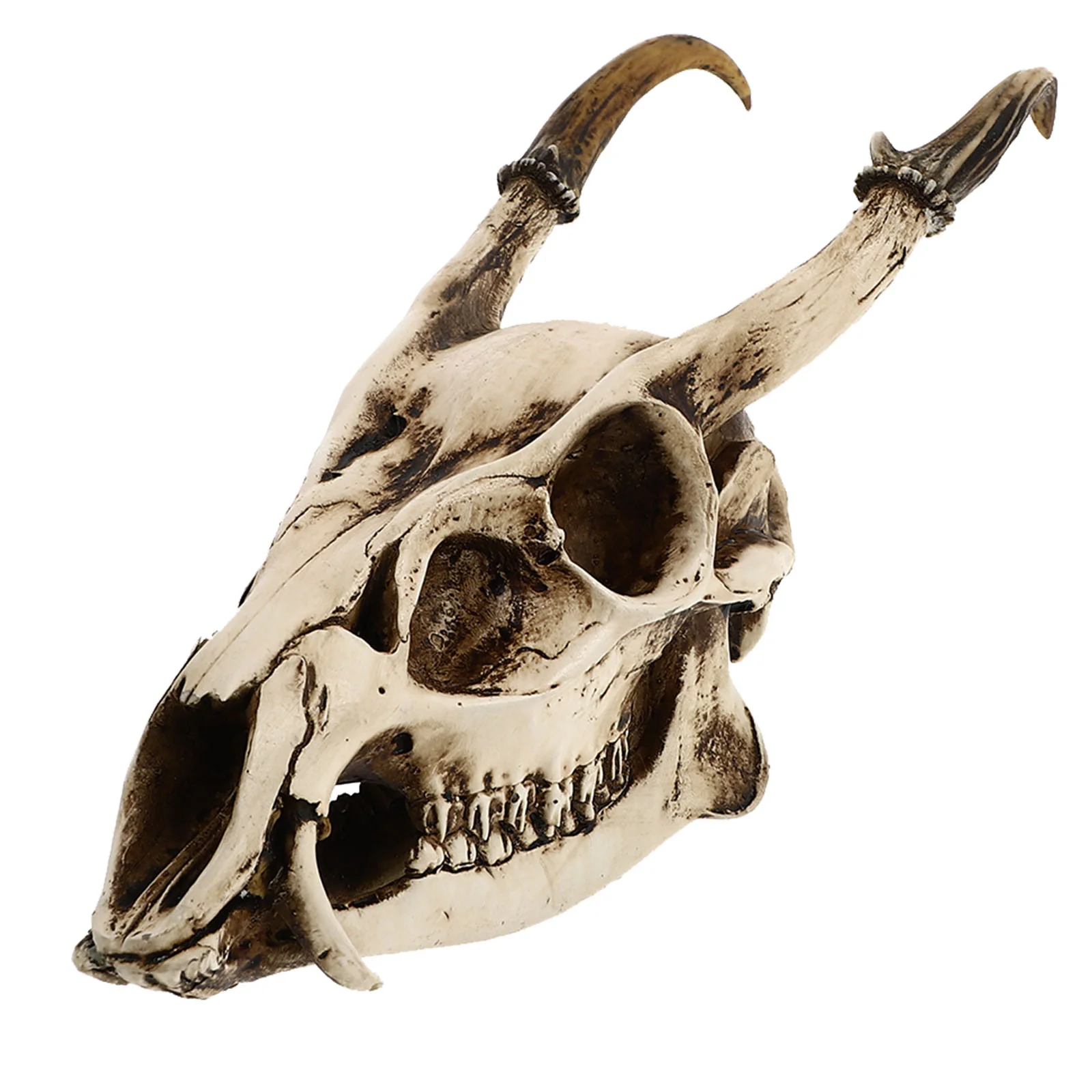 

Goat Skull Ornament Animal Model Household Furnishings Artware Decorate Decorative Resin Creative Adornment Desktop