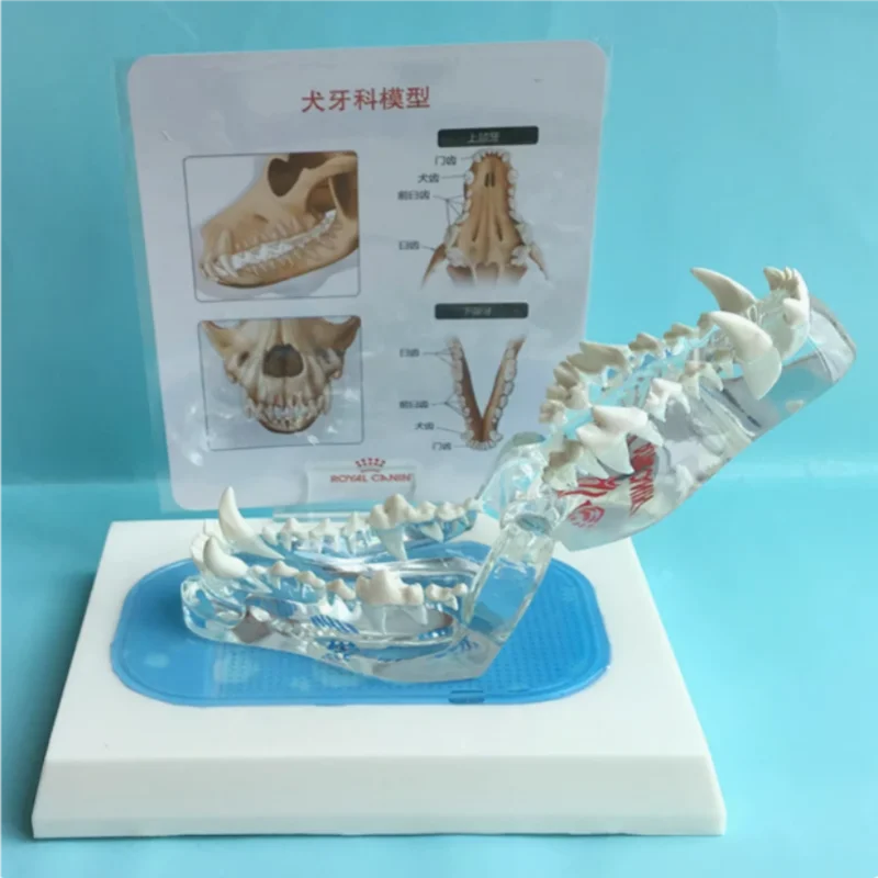 transparent-dog-tooth-model-canine-tooth-canine-maxillary-animal-bone-animal-model-pet-veterinary-teaching