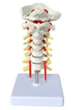 

Occipital Cervical Spine and Vertebral Artery Spinal Nerve Model Medical Science Human Skeleton Anatomical Simulator Teaching Ai