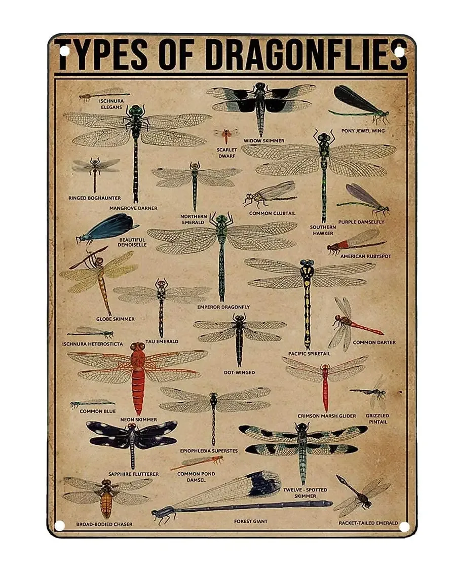 

Types Of Dragonflies Metal Signs Dragonfly Knowledge Popular Science Guide Room Club Farm Wall Decor 12x18 In