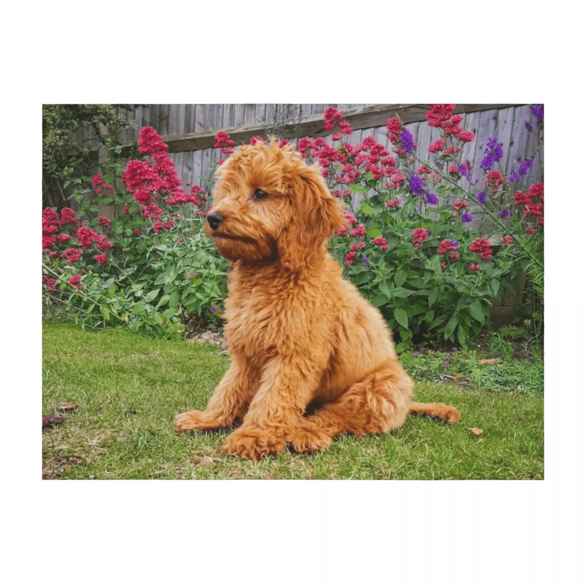 

Red Cockapoo Puppy Throw Blanket valentine gift ideas Decoratives Moving Sofas Blankets
