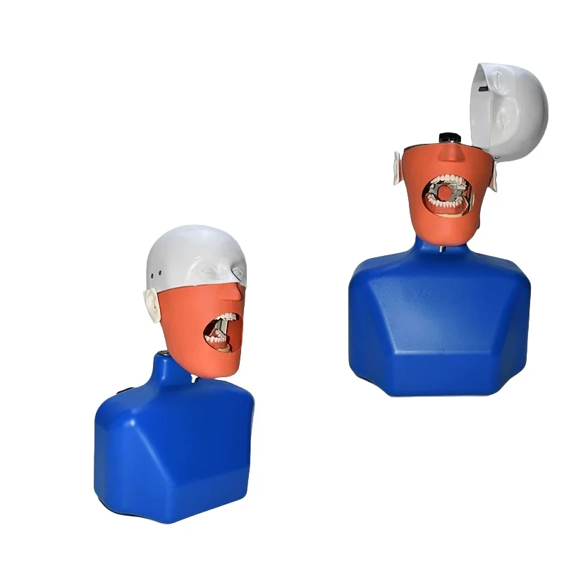 Oral Dental Teaching Model with Simulated Shoulder Tooth Head Educational Supplies