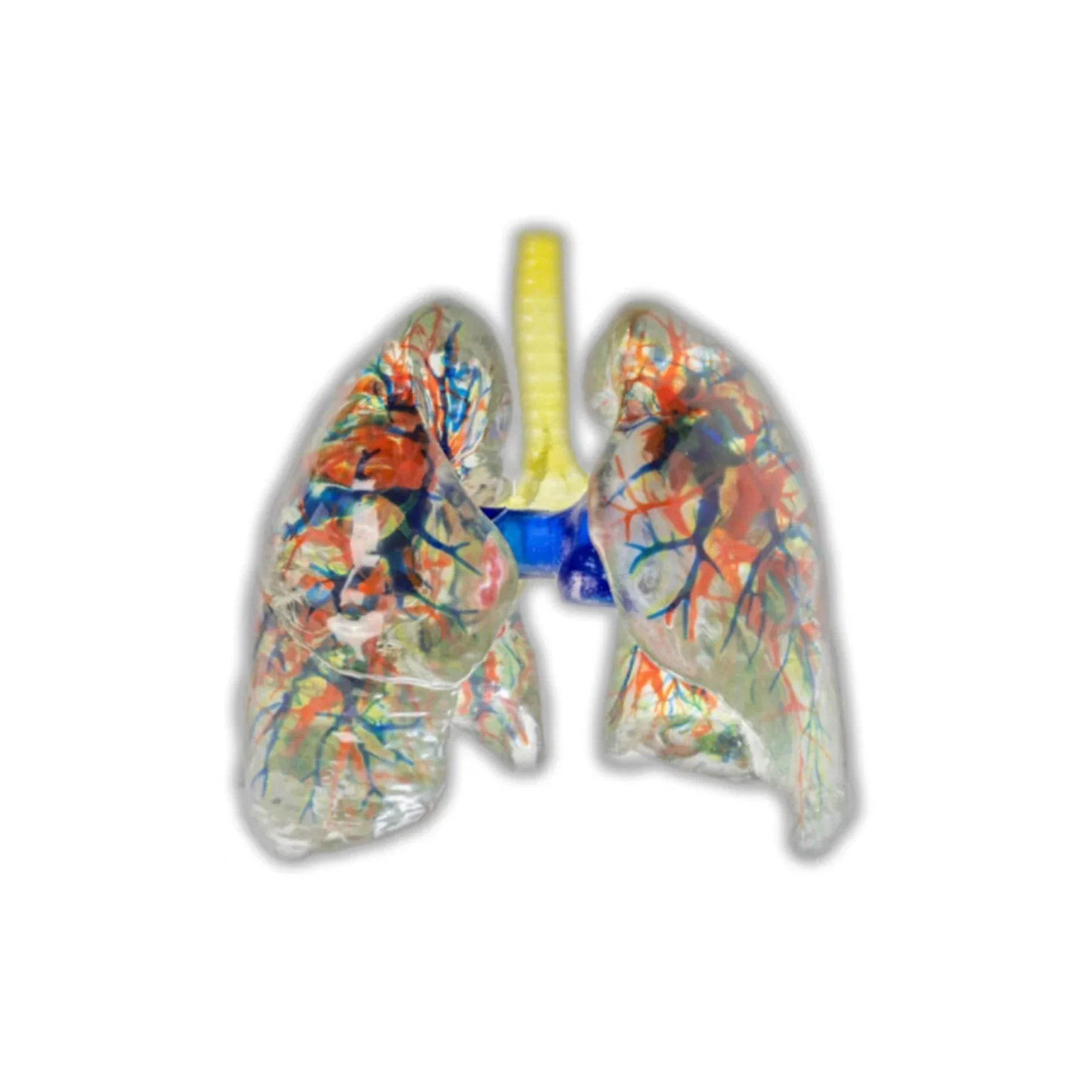 Digihuman Anatomy Human Lung Model for Anatomy Learning Anatomical Education Teaching Tools