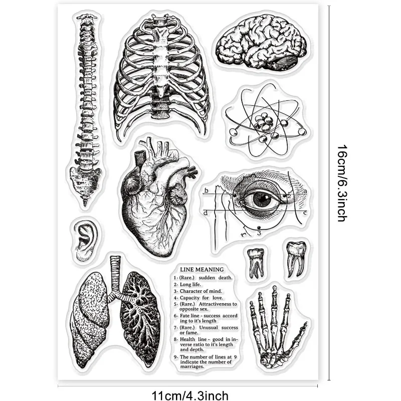 1 Sheet Human Body Silicone Clear Stamp Spine Brain Transparent Silicone Stamp Heart Lungs Rubber Stamp 4.3 x 6.3 Inch