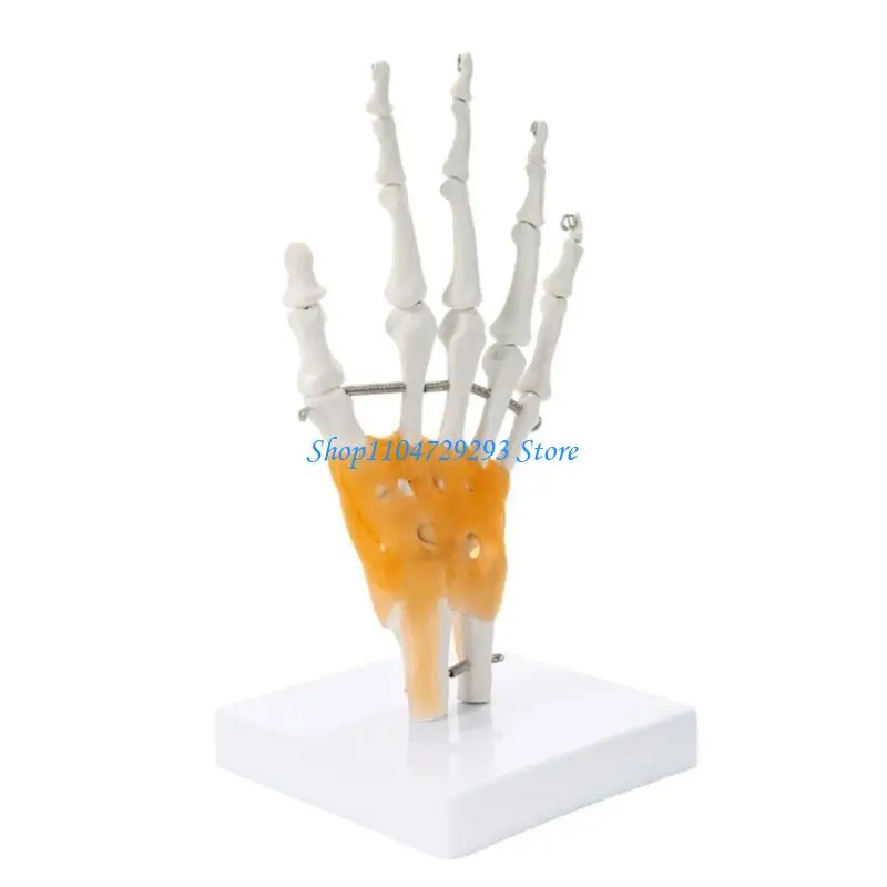 Y2GD Interactive Human Hand Anatomy Model Articulated Joints Hand Skeleton Model Durability PVC Construction
