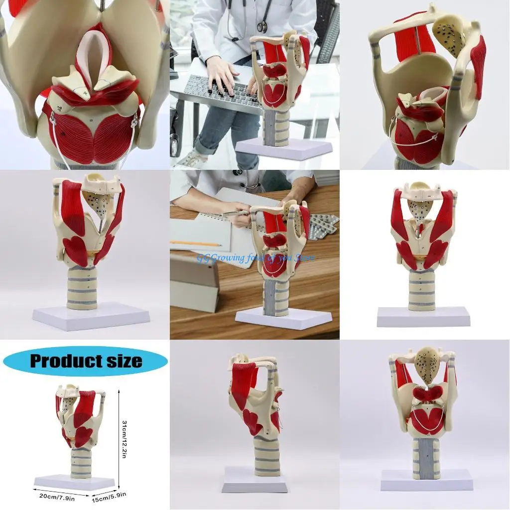 

H9EB Enlarged Pharynx and Larynx Anatomy Model with Detachable Part Anatomical Human Throat Model for Clinical Settings