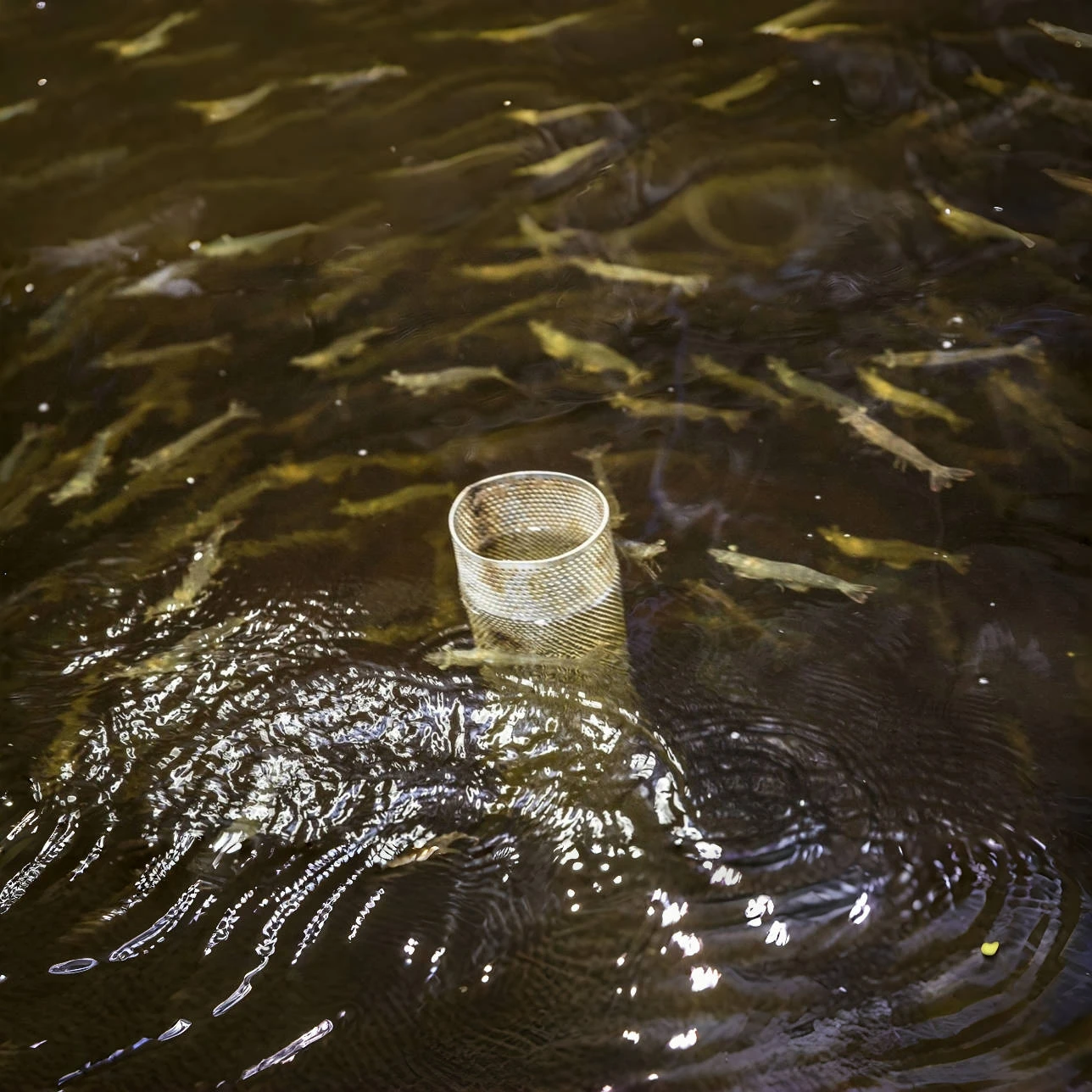 

Wholesale Plastic Fish & Shrimp Farming Pond - Bottom Drain System, for Indoor & Outdoor Aquaculture Farm