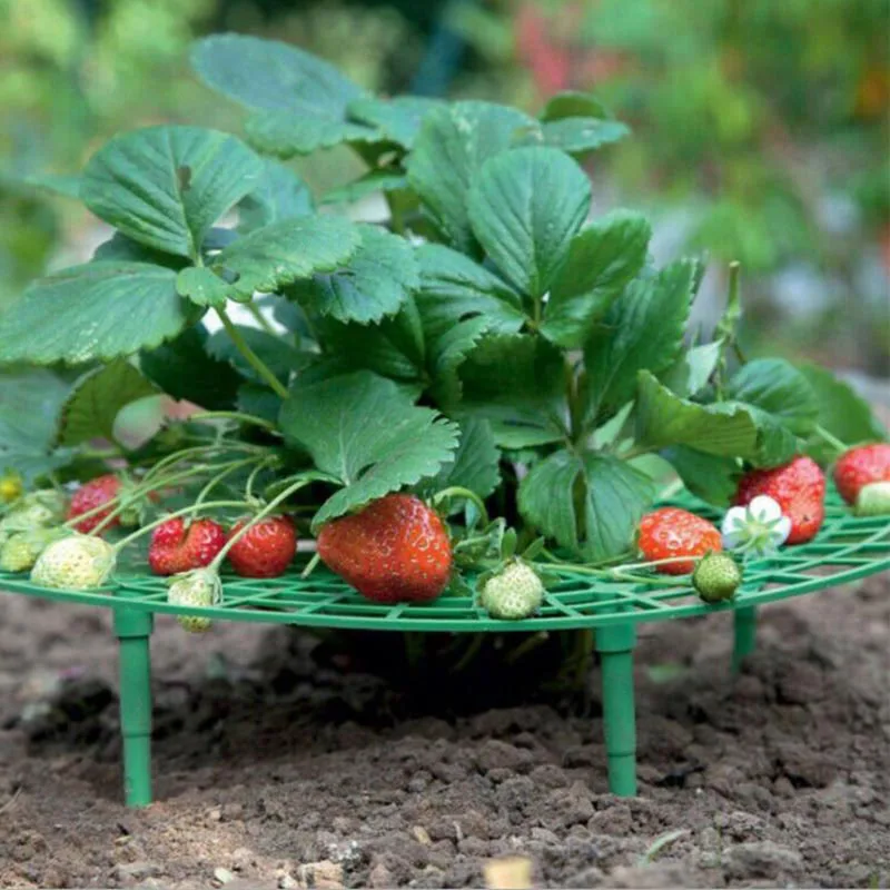 

5pcs round Strawberry Support Plant Flower grow Planting Frame Stand Holder Balcony Rack Farming Fruit Climbing Vine Pillar p1