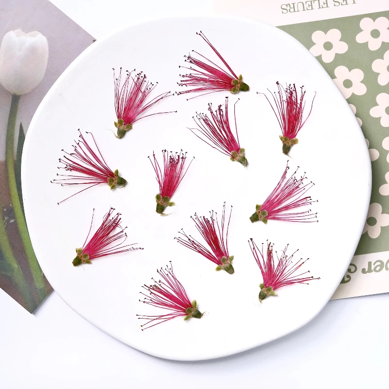 12 uds/2-4cm, Flor seca Real de Melaleuca roja Vertical, pétalos prensados DIY marco de fotos funda de teléfono pétalo epoxi maquillaje decoración de pastel