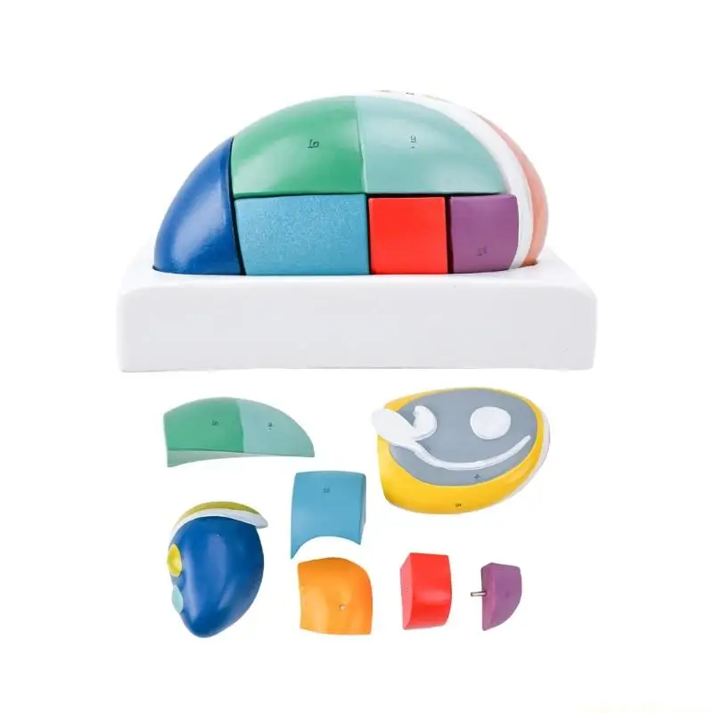 Detachable Structure Model, Enlarged Thalamus Anatomy Teaching Aid with Color Coded Sections for Classroom Demonstration