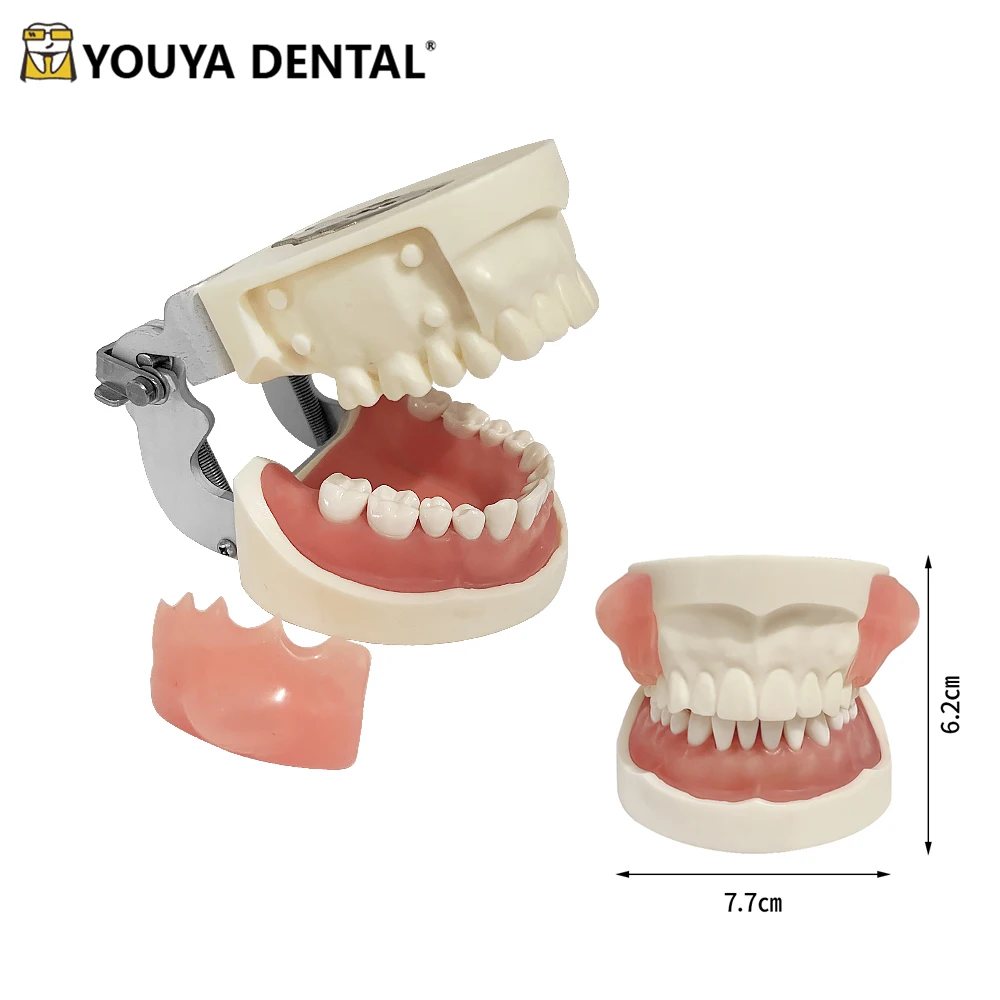 Dental Practice Model Abscess Incision Drainage Model With Removable Typodont Teeth Dentistry Equipment Dentist Student Training