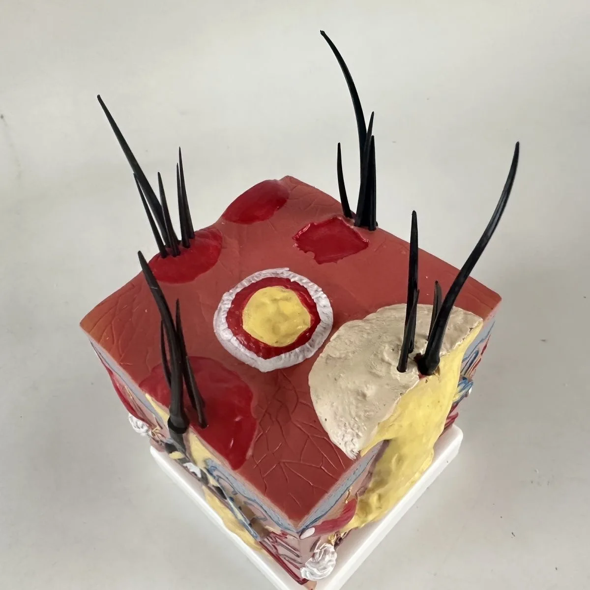 Sick Dog Skin Anatomy Model Veterinary Science Aids Teaching Canine Research