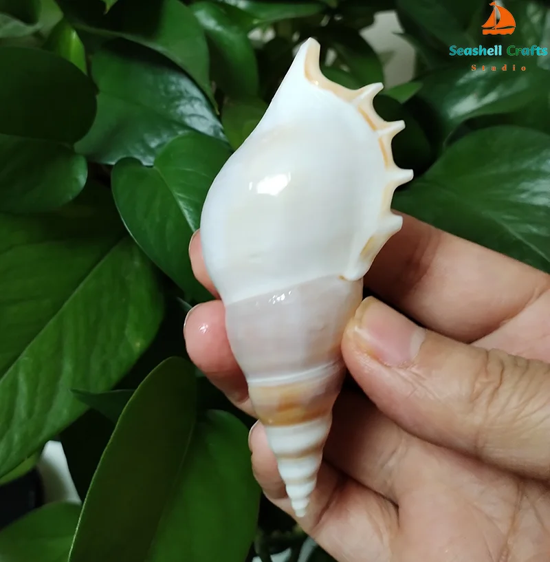 White Martin's Tibia Sea Shell 8-10CM Tibia Martinis Perfect for Fish Tank Wedding Decor Beach Theme Party Home Decorations