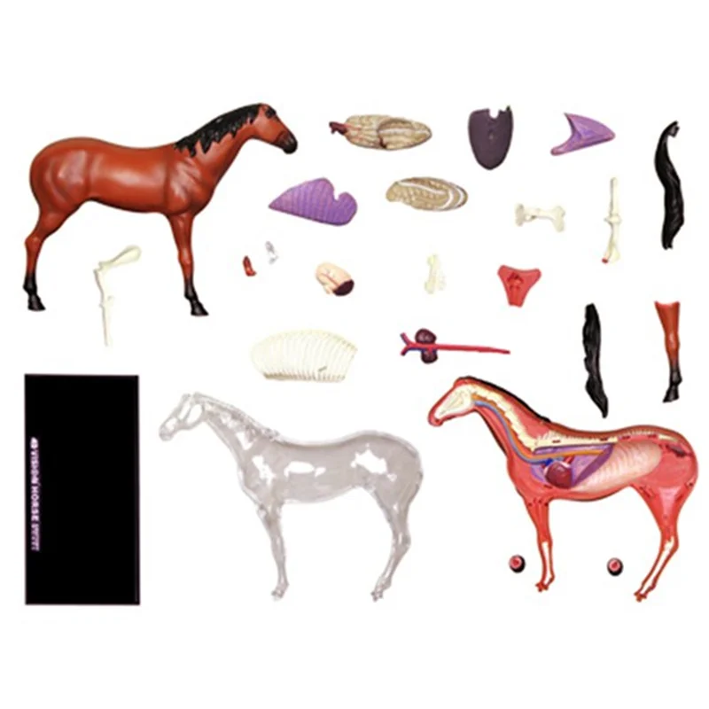 

AU61-Animal Organ Anatomy Model 4D Horse Intelligence Assembling Toy Teaching Anatomy Model DIY Popular Science Appliances