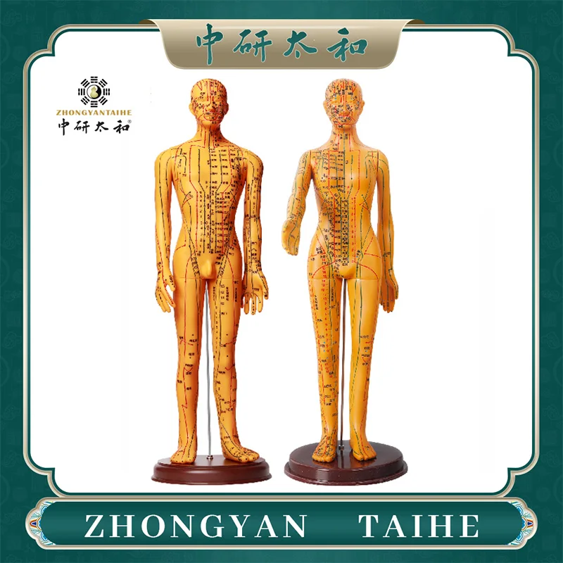 ZHONGYAN TAIHE Acupuncture Needles Available Model Male Female Human Body Acupuncture Acupoint Model Chinese Squishy Human Body