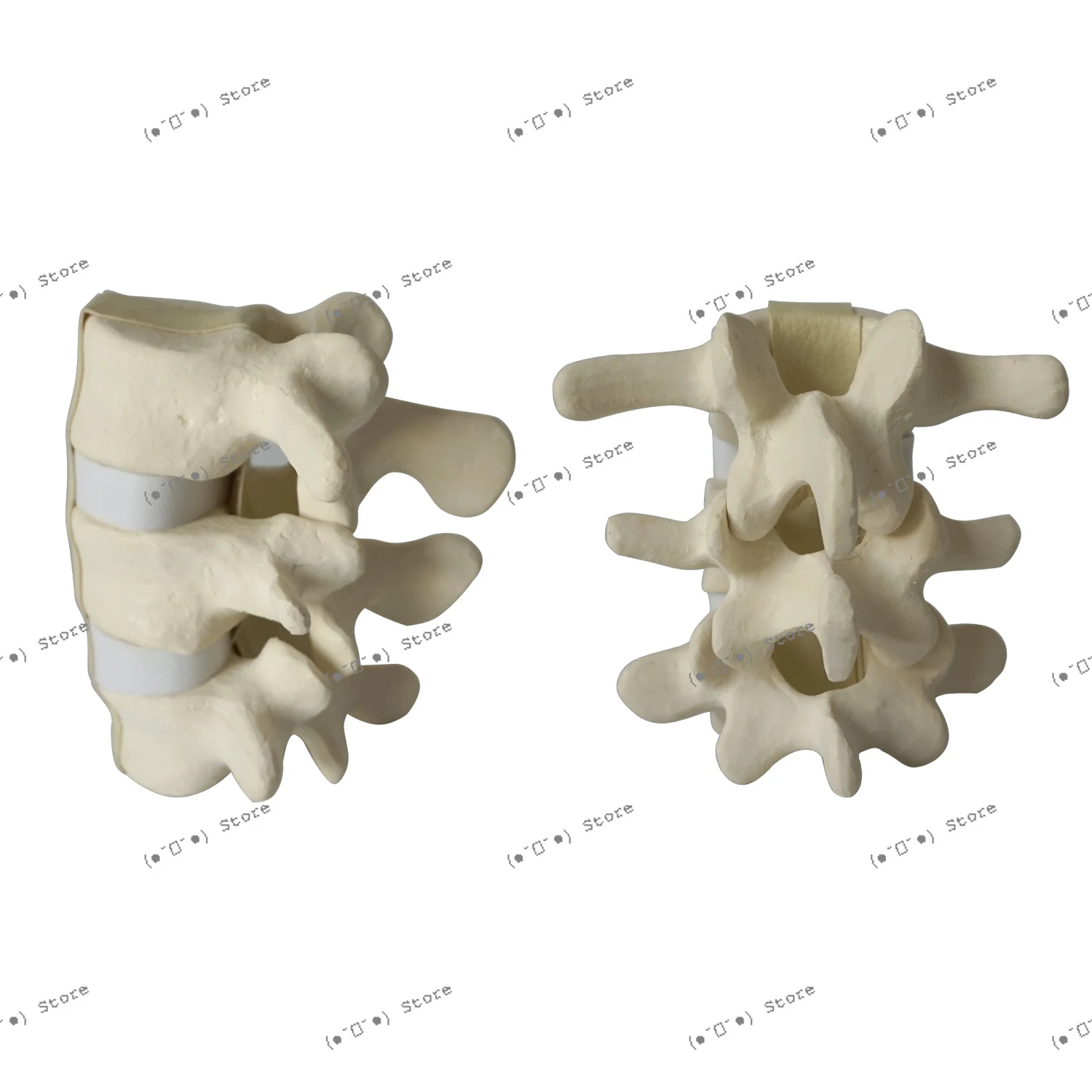 

Demonstration Model of Lumbar Spine Surgery, Bone for Orthopedic Simulation Practice, Orthopedic Bone Teaching