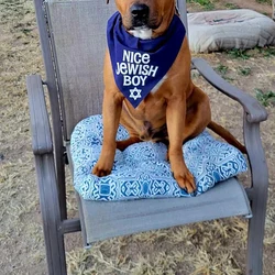 Nice Jewish Boy Pet Dog Cat Bandana Happy Hanukkah Chanukah Holiday Festival of Lights party decoration gift favor Photo props
