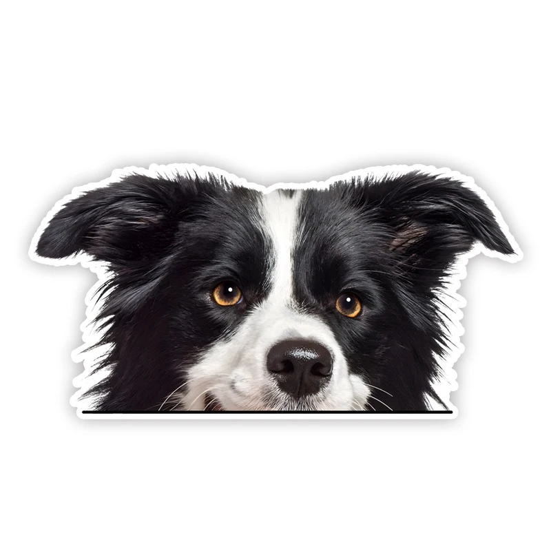 DK305# Cute Border Collie Car Stickers Waterproof Vinyl Decal For Truck Motorcycle Scooter Auto Accessories