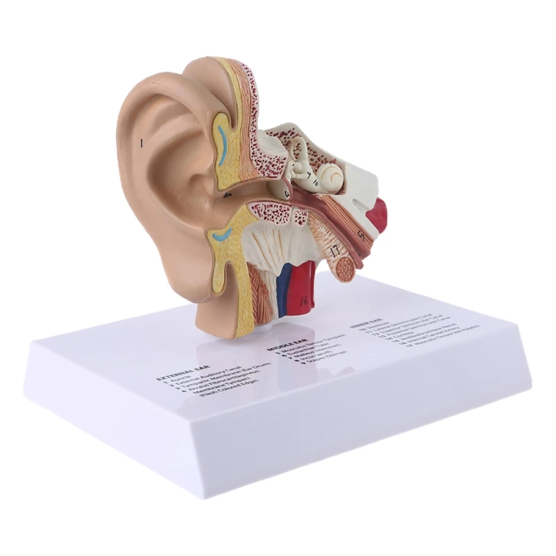 1.5 Times Life Size Human Ear Model Scientific Anatomy Teaching Supplies Anatomical Study Display Professional